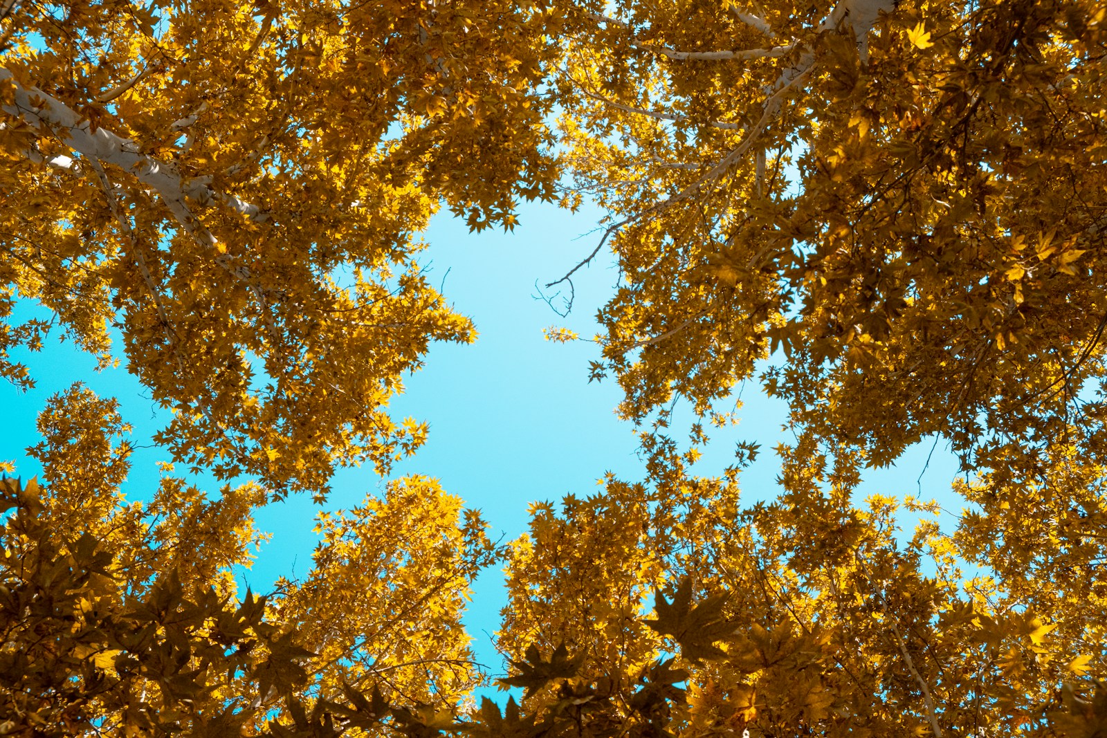 brown and green tree under blue sky during daytime