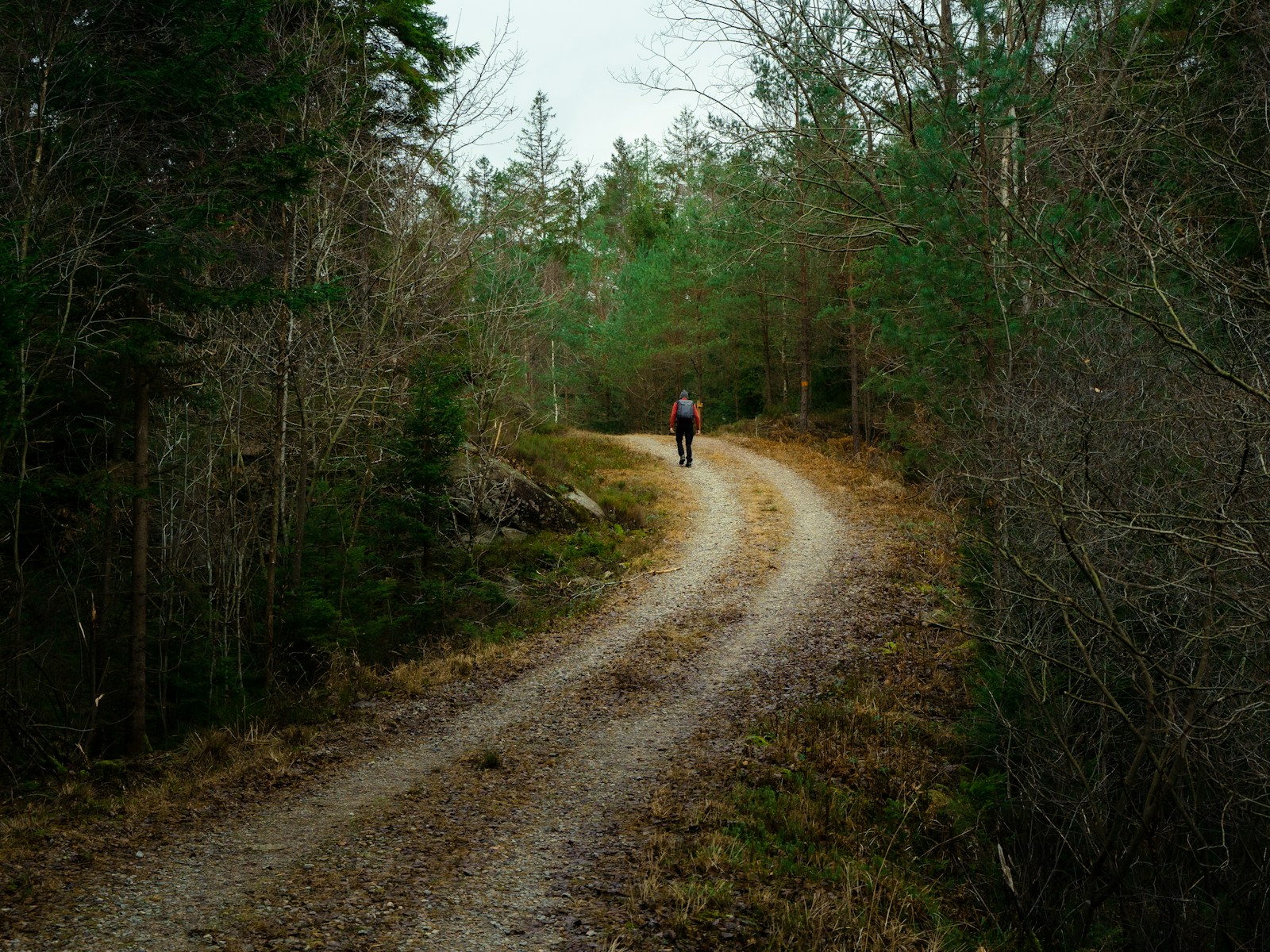 a person walking on a dirt road surrounded by trees